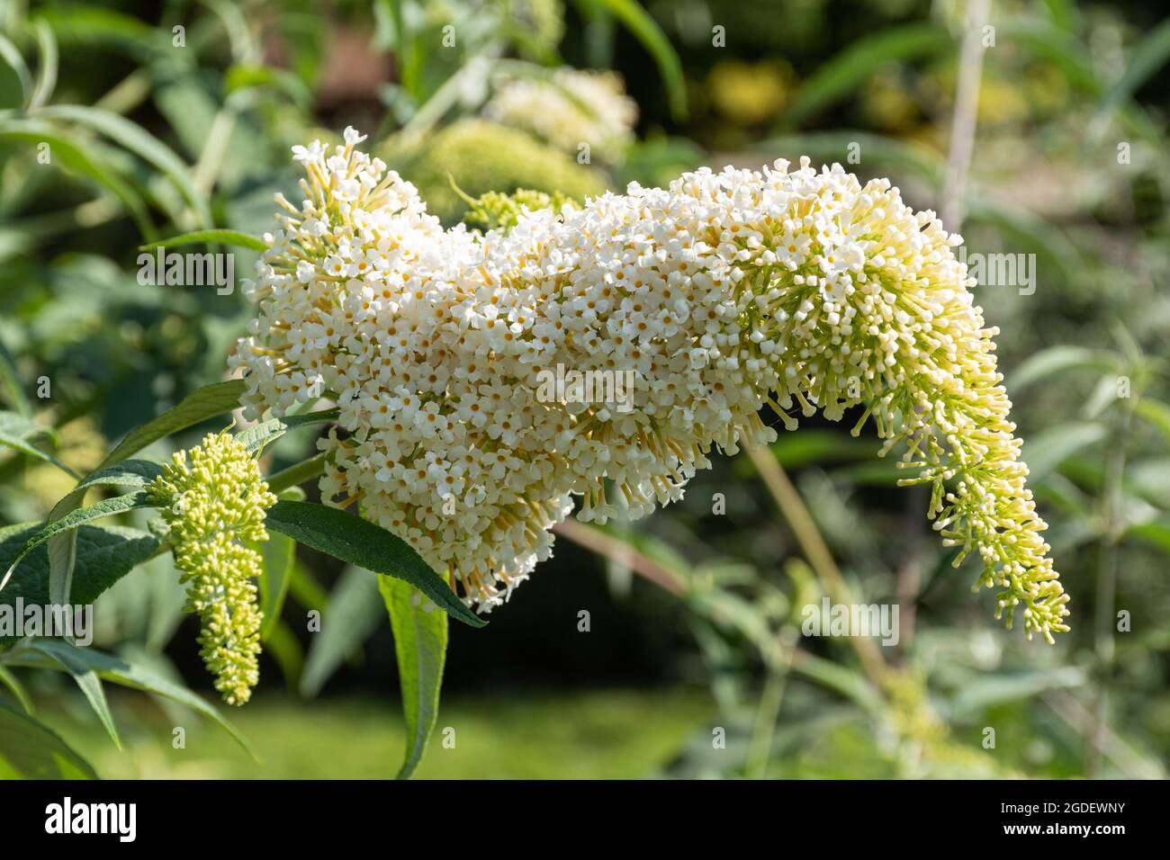 Buddleja davidii White Wings (varietà buddleia), conosciuta come una farfalla cespuglio, in fiore durante agosto o estate, Regno Unito Foto Stock