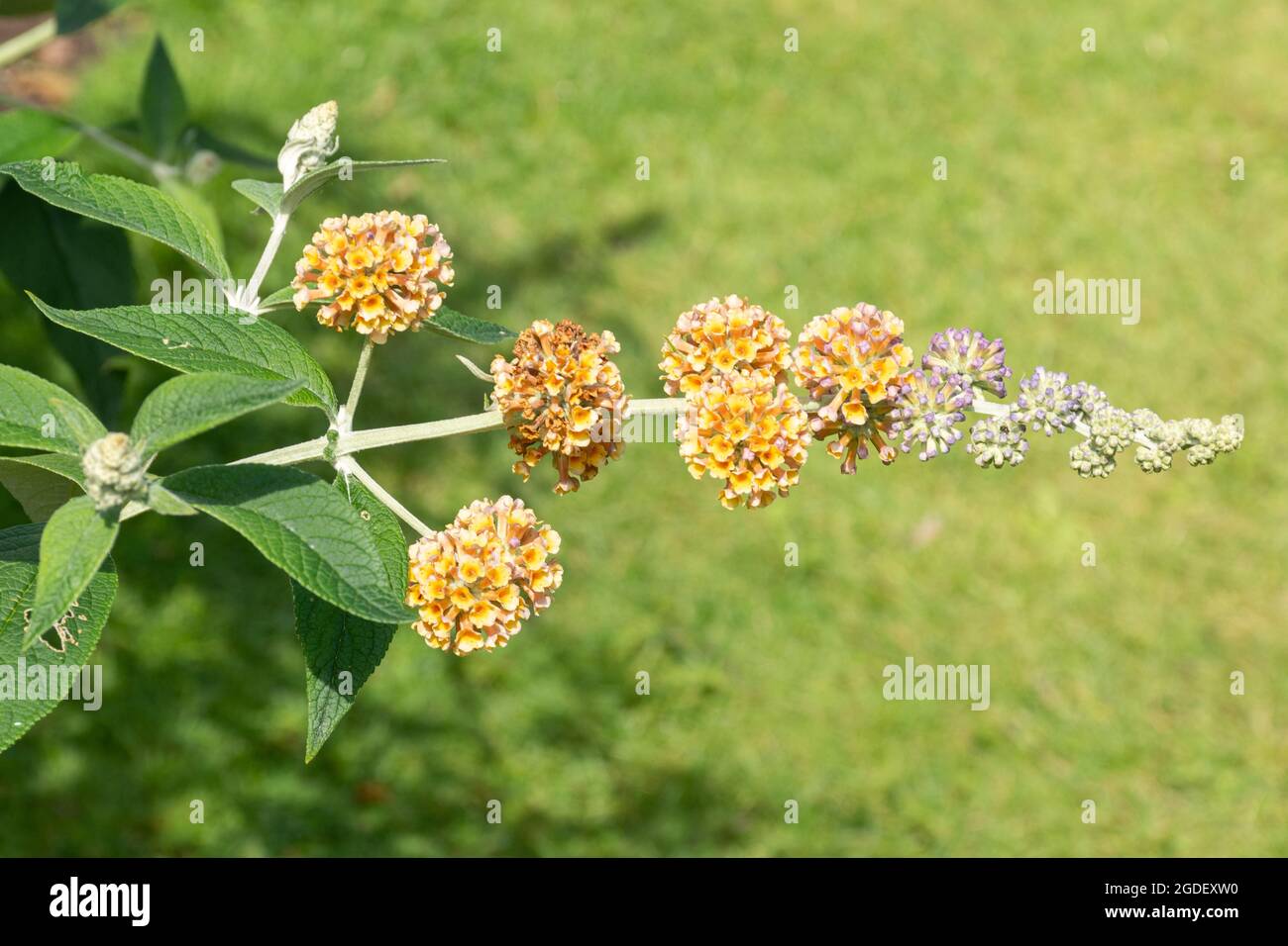 Buddleja weyeriana "Golden Glow" (varietà buddleia), conosciuta come una farfalla, in fiore durante agosto o estate, Regno Unito Foto Stock