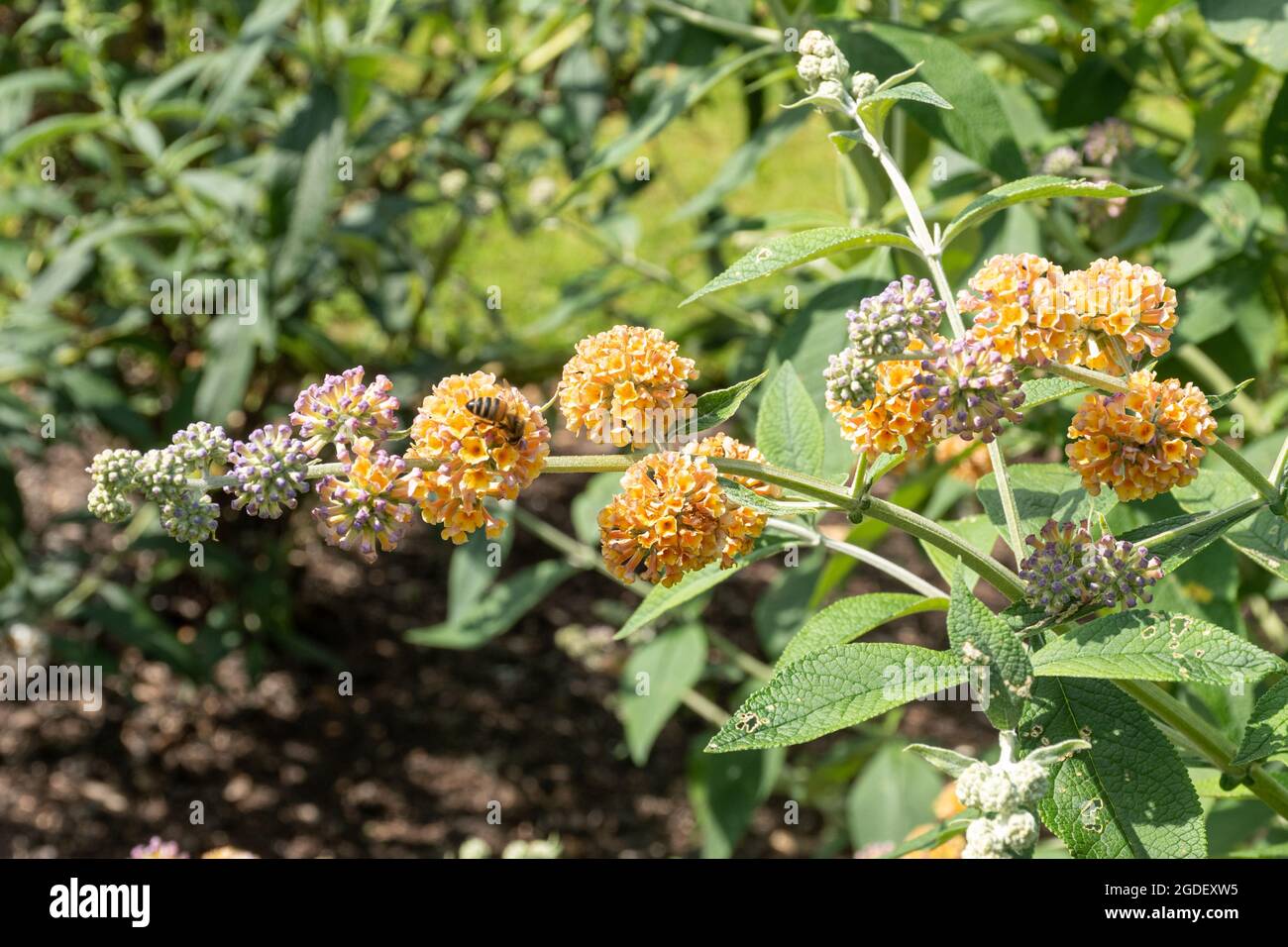 Buddleja weyeriana "Golden Glow" (varietà buddleia), conosciuta come una farfalla, in fiore durante agosto o estate, Regno Unito Foto Stock