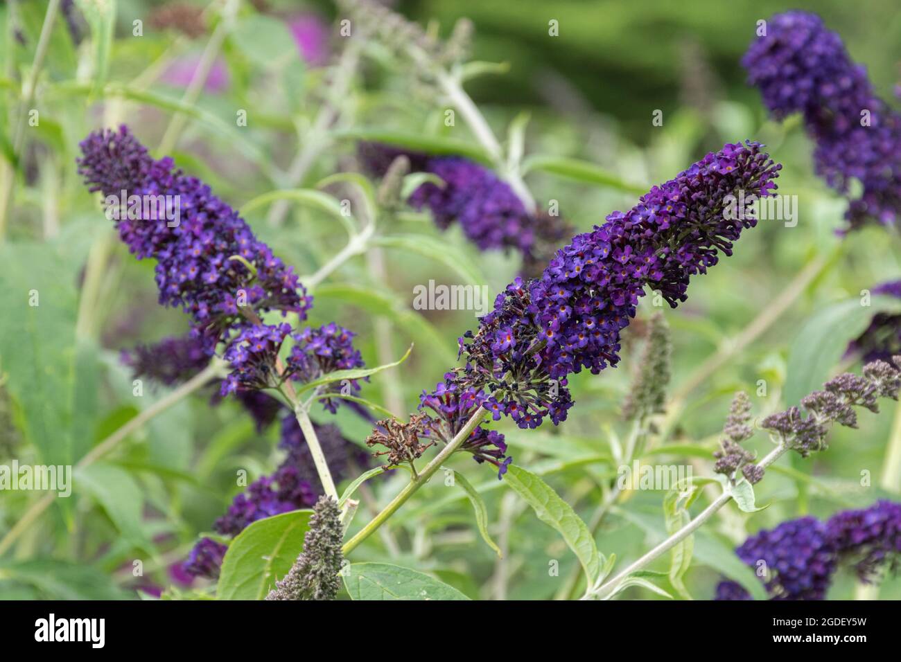 Il Cavaliere Nero buddleja davidii (varietà buddleia), conosciuto come un cespuglio di farfalla, in fiore durante agosto o estate, Regno Unito Foto Stock