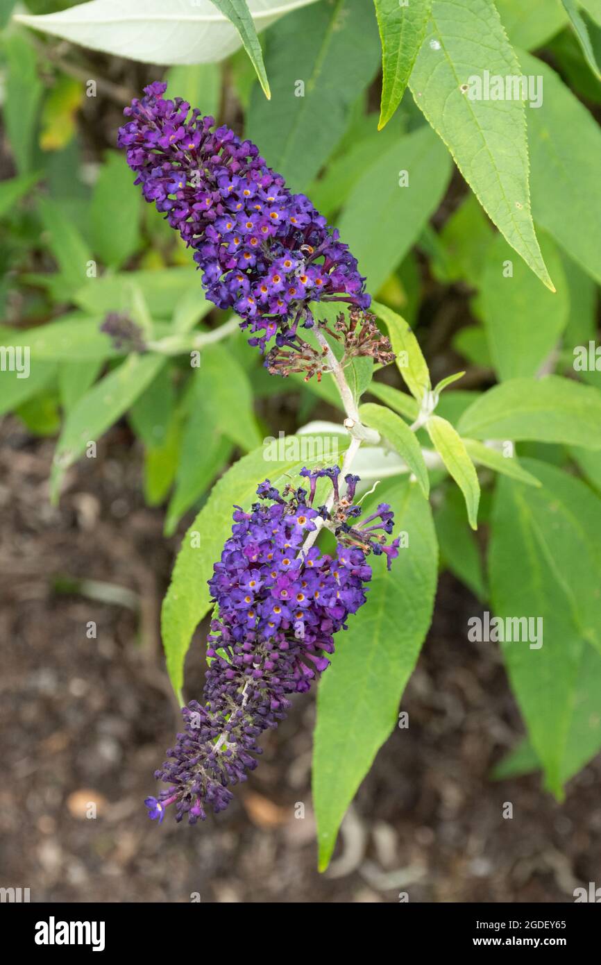 Il Cavaliere Nero buddleja davidii (varietà buddleia), conosciuto come un cespuglio di farfalla, in fiore durante agosto o estate, Regno Unito Foto Stock