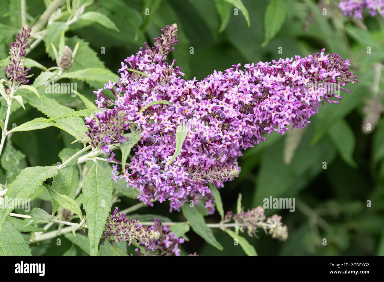 Buddleja 'Flutterby Pink' (varietà buddleia), conosciuta come una farfalla cespuglio, in fiore durante agosto o estate, Regno Unito Foto Stock