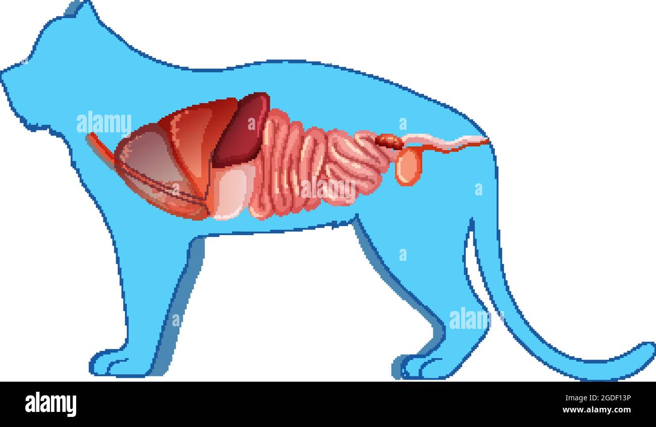Anatomia Cat con illustrazione della struttura interna dell'organo Illustrazione Vettoriale