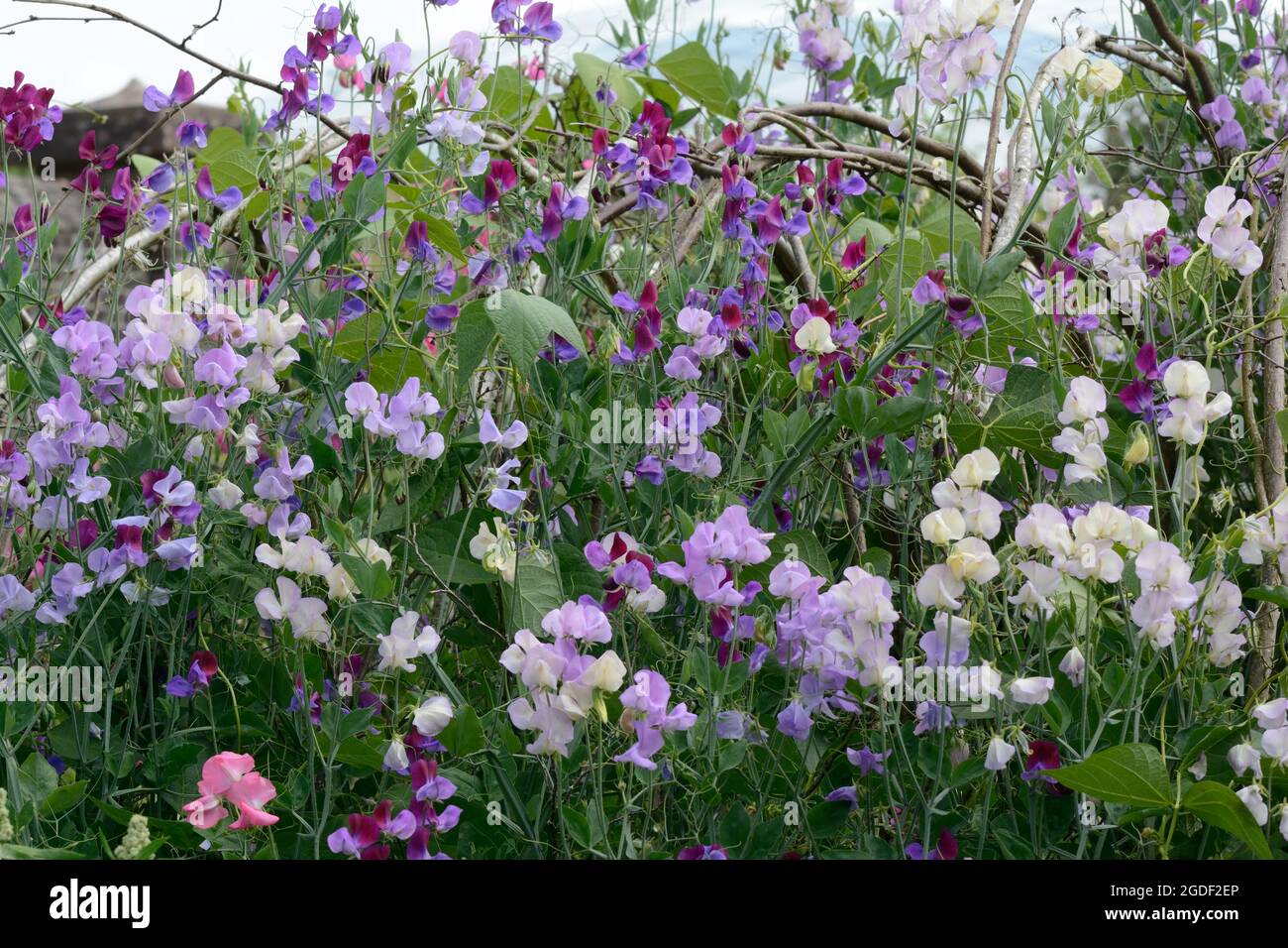 Lathyrus odoratus Incense Mixed Pea fiori dolci noti per la loro fragranza Foto Stock