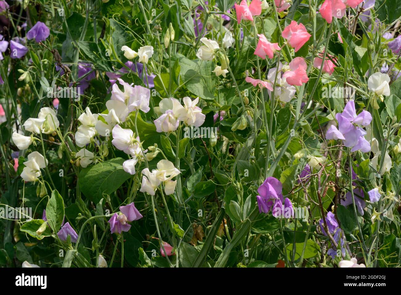 Lathyrus odoratus Incense Mixed Pea fiori dolci noti per la loro fragranza Foto Stock