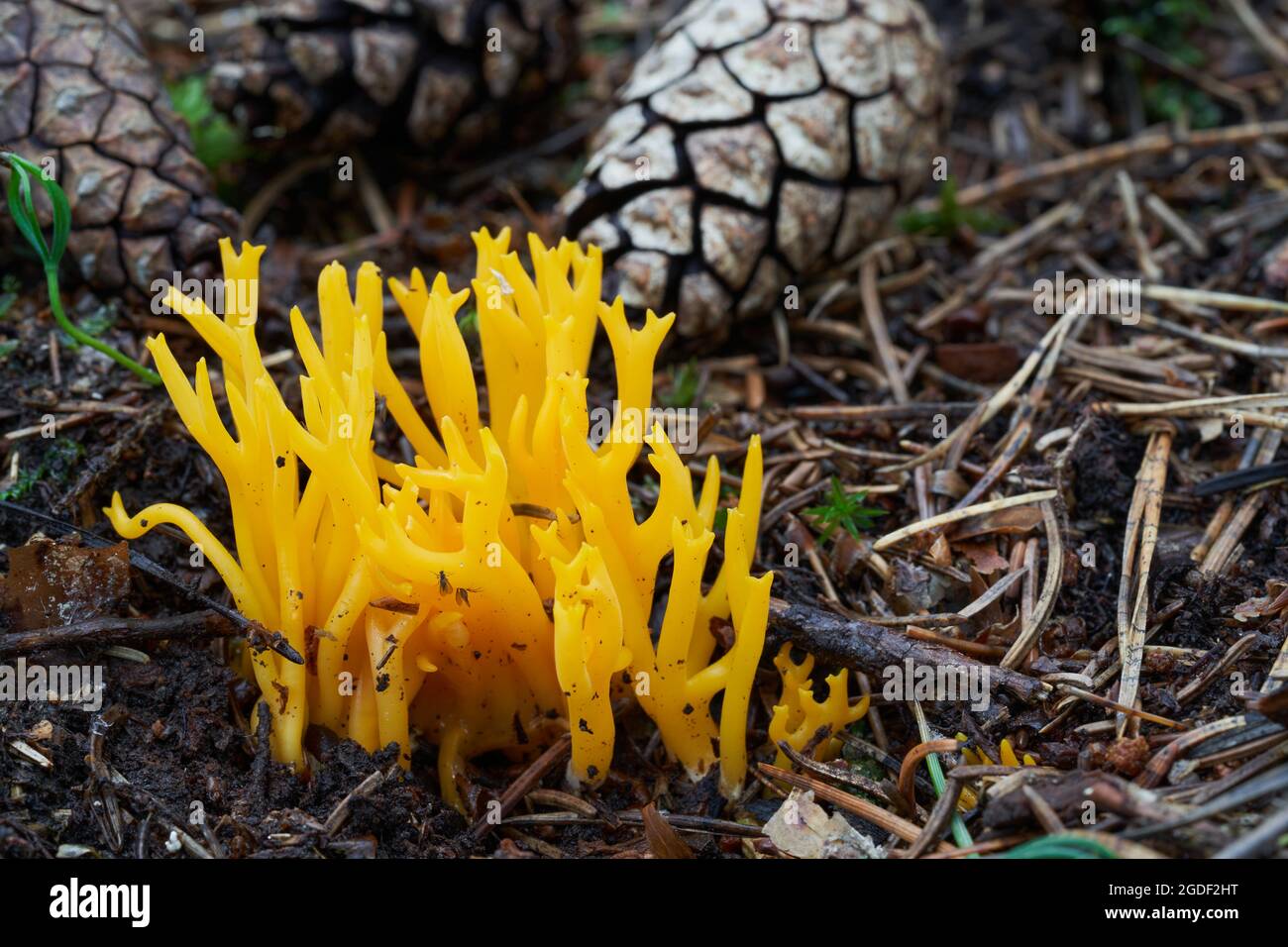 Funghi non commestibili Calocera viscosa in foresta di abete rosso. Noto come stagshorn giallo. Funghi di corallo gialli negli aghi. Foto Stock