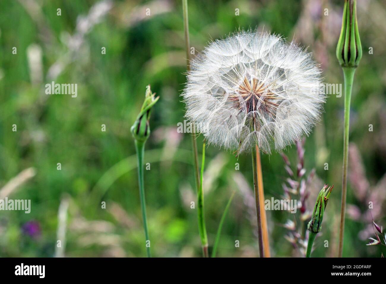 Un pugnaletto di dente di leone - testa di seme - fotografato in prateria nel mese di luglio. Spazio di copia a sinistra del riquadro. Foto Stock