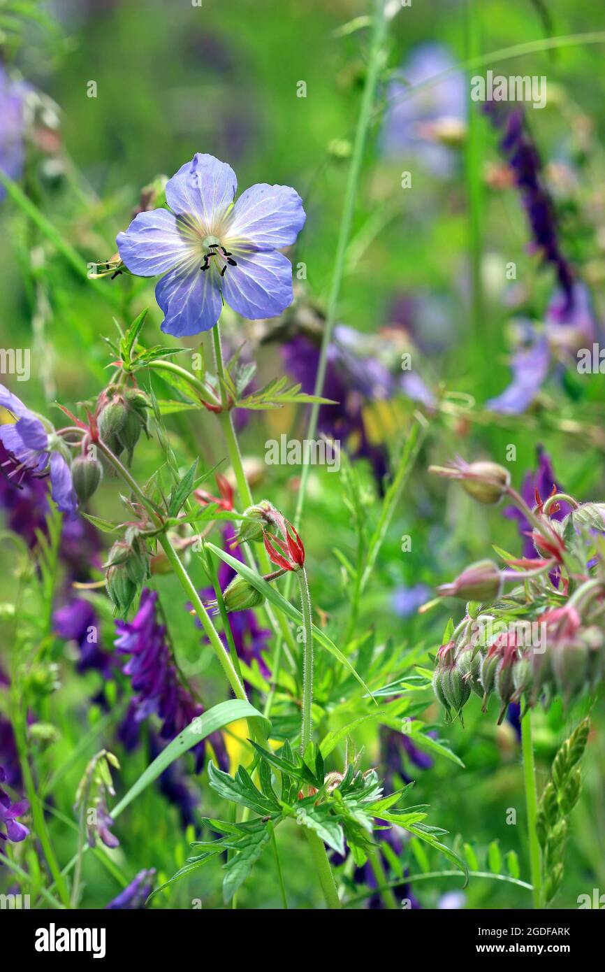 Meadow Cranesbill (geranio pratense) cresce in un prato di fiori selvatici aggrovigliato con Tufted vetch. Fotografato a luglio in un prato inglese. Foto Stock