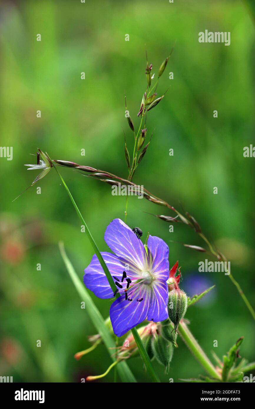 Meadow Cranesbill (Geranium pratense). Una singola fioritura si trova sotto il gambo agrassoso, contro un verde sfondo prateria. Spazio didascalia nella parte superiore dell'immagine. Foto Stock