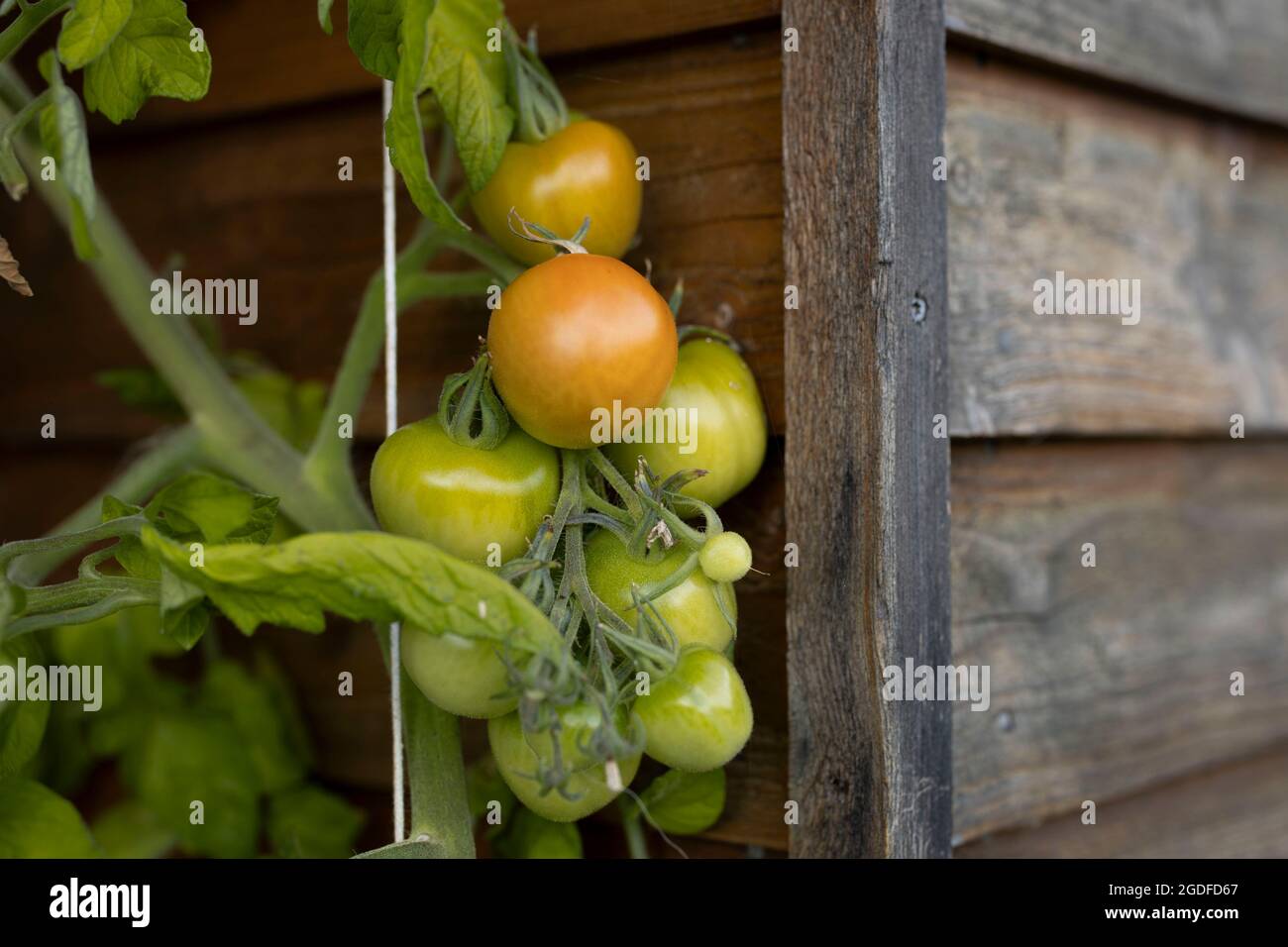 pomodori verdi puliti e freschi che crescono da un giardino Foto Stock