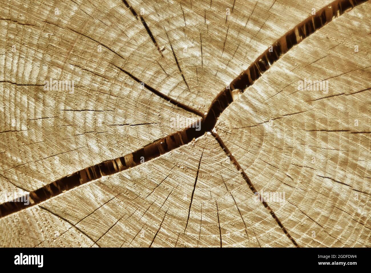 Fetta di legno Foto Stock