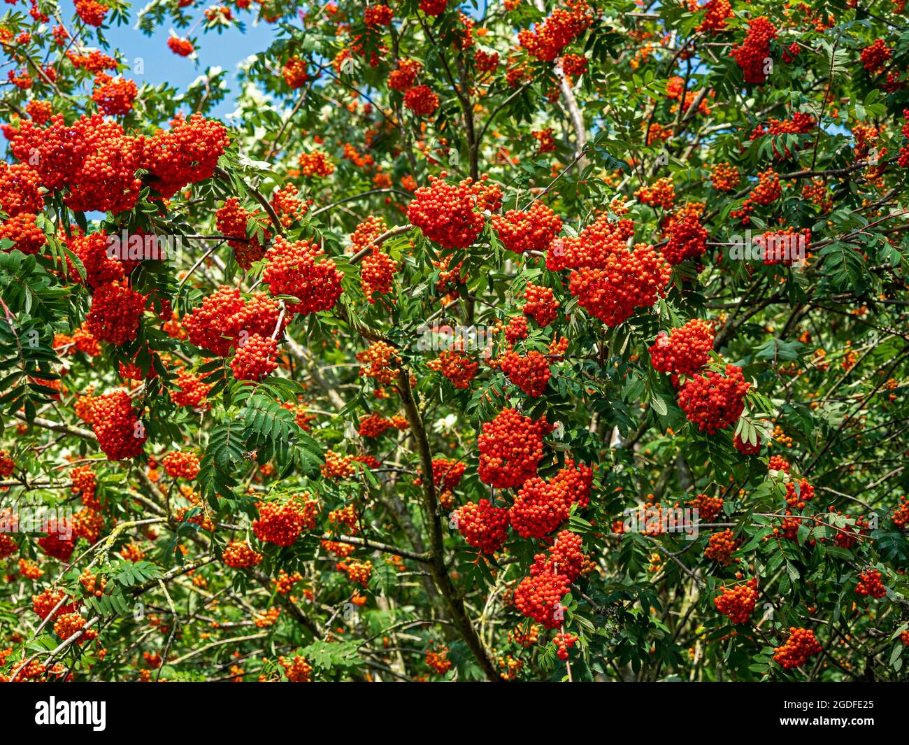 Abbondanti bacche rosse su un albero di rowan Foto Stock