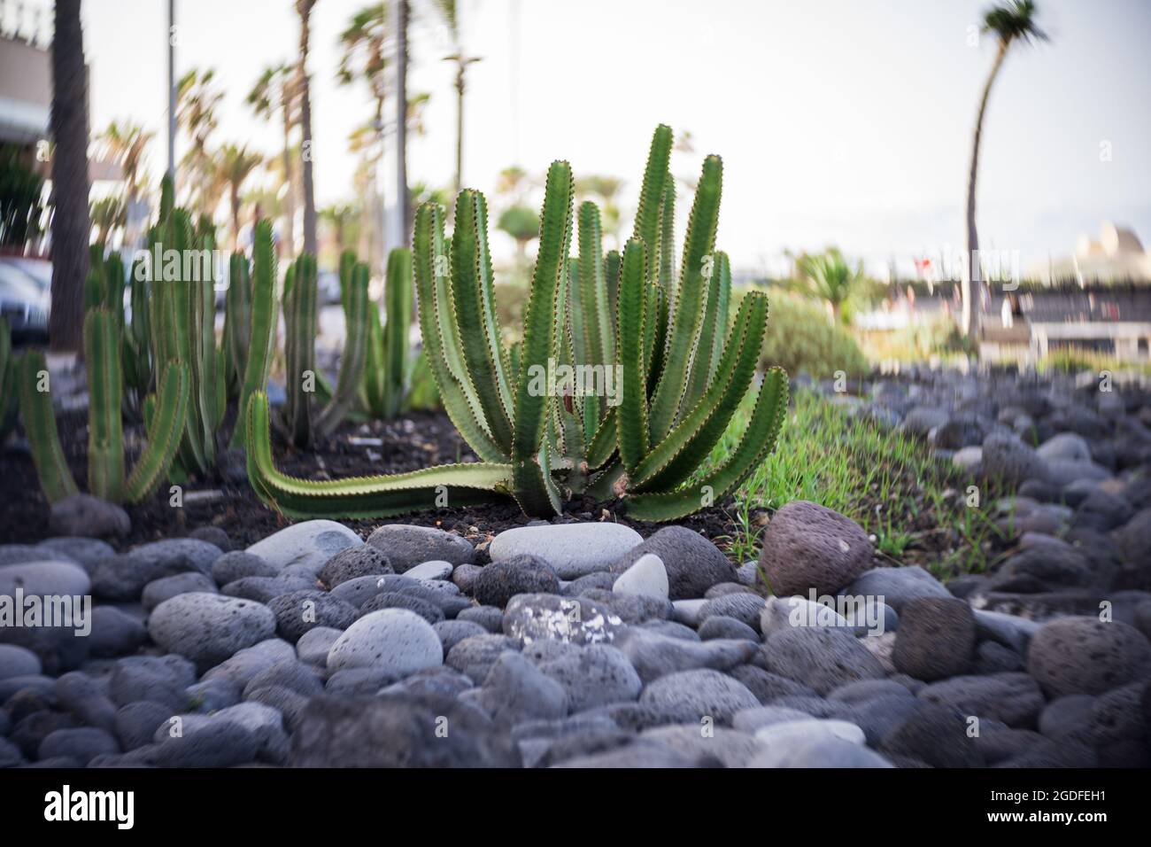 L'endemico delle isole Canarie - Euphorbia canariensis. Messa a fuoco al centro, bokeh vorticoso. Foto Stock