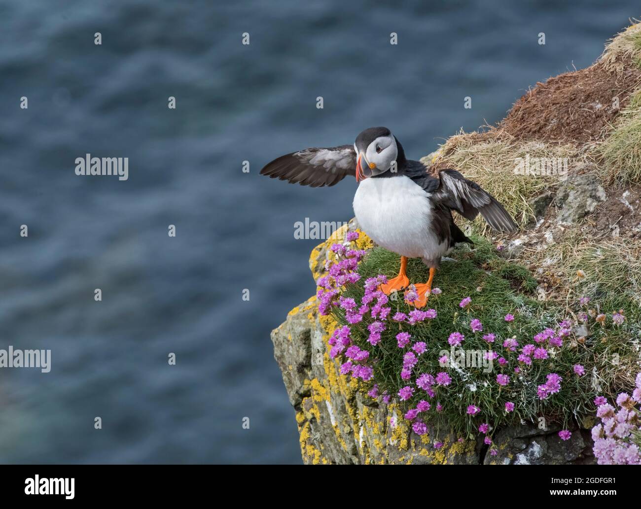 Atlantic Puffin, Fratercla arctica, sulla lunga nelle Isole Treshnish, Scozia, Regno Unito Foto Stock