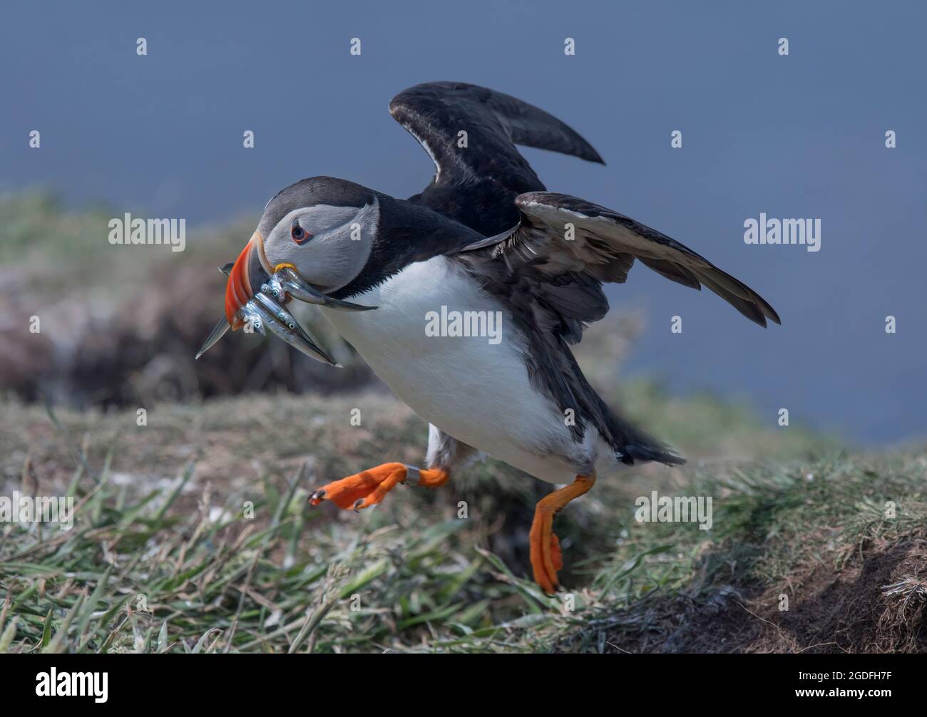 Puffin Atlantico, Fratercola artica. Con Sandeel in bocca. Sulla lunga nelle Isole Treshnish, Scozia, Regno Unito Foto Stock