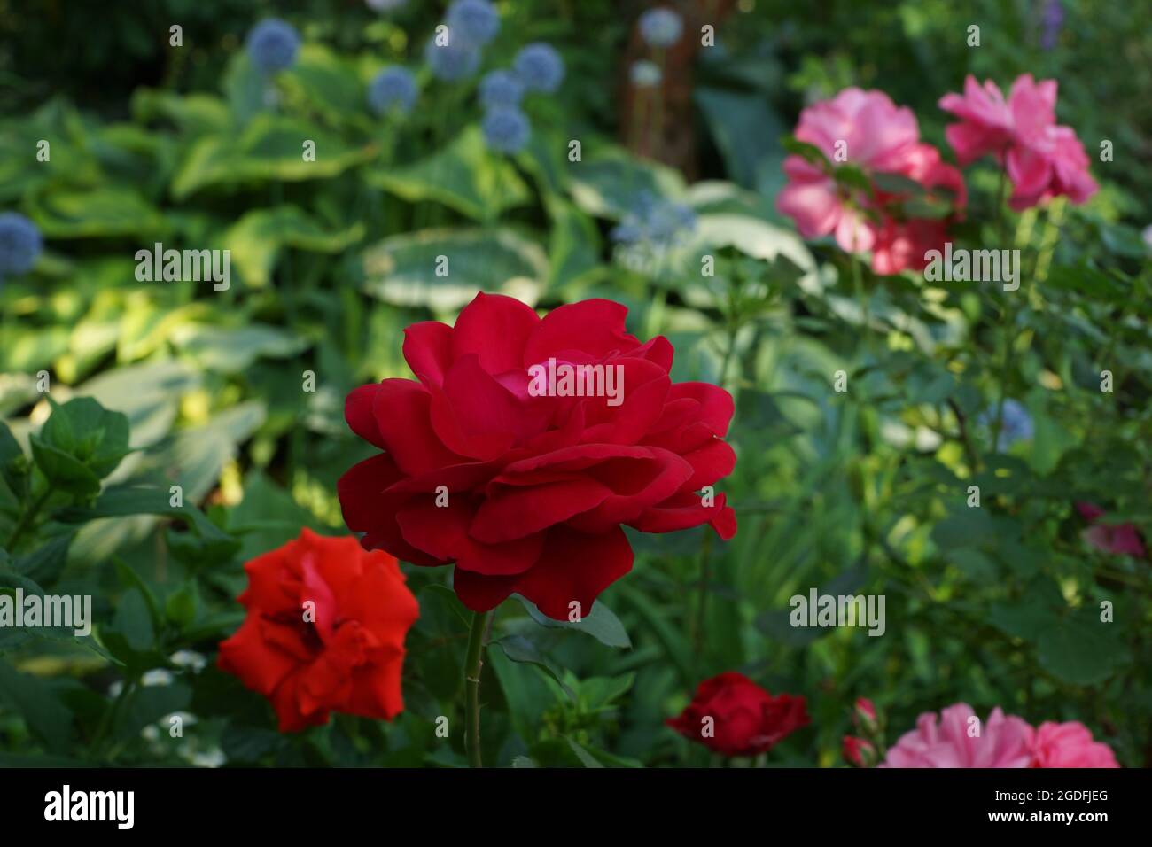 Molti fiori nel giardino estivo. Belle rose doppie nel design del giardino. Foto Stock