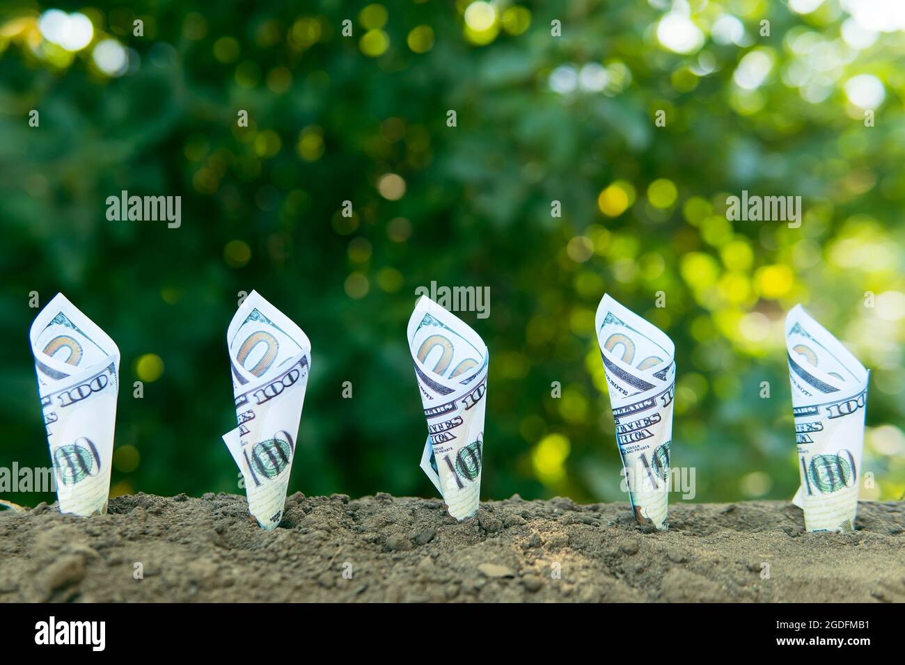 La fattura di 100 dollari è piantata nel terreno. Il concetto di redditività dell'agricoltura, della produzione agricola e dei prodotti ambientali Foto Stock