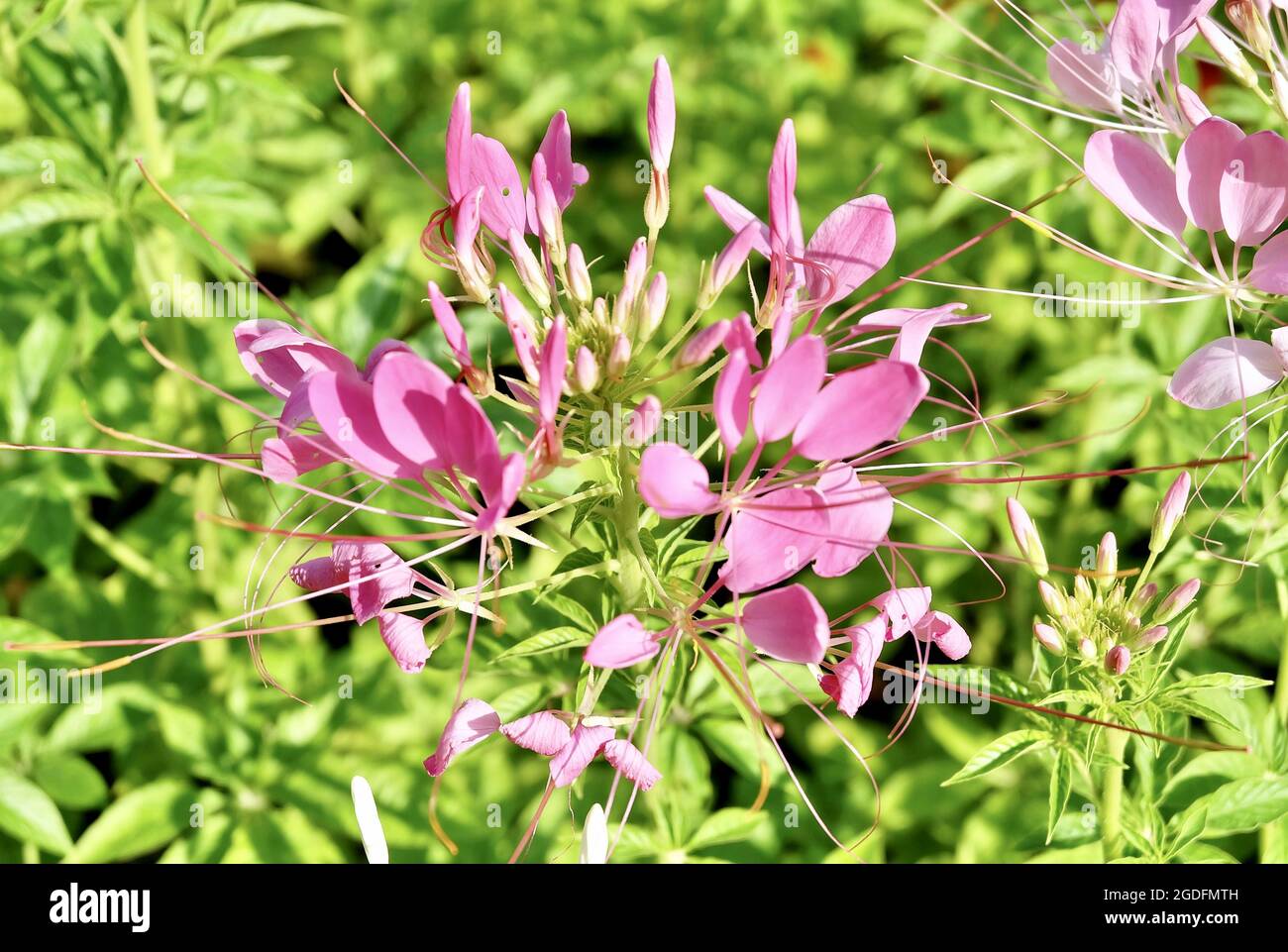 Bel fiore, fresco Pink Cleome Spinosa o Spiny Spider Fiori in UN giardino, mangiato come un vegetale o Ded alla zuppa. Foto Stock