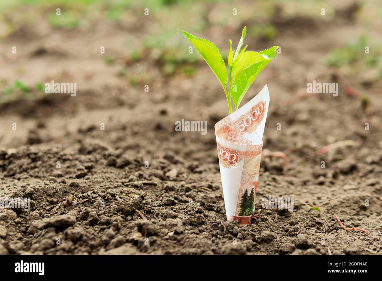 I giovani pianta stanno crescendo dalla bolletta rublo. Il concetto di redditività in agricoltura. Soldi nel raccolto di farm., raccolto, prodotto Foto Stock