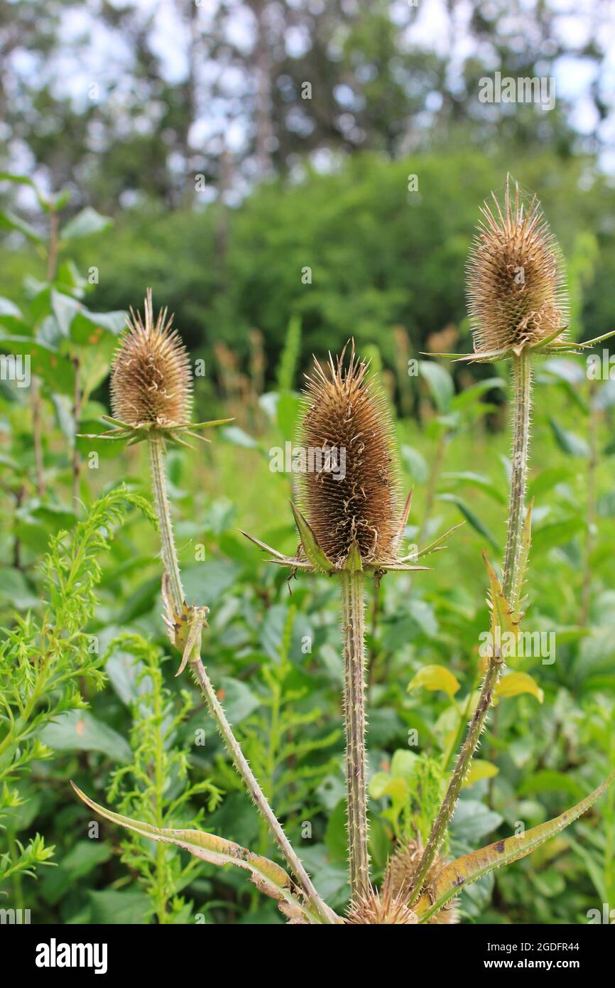 Piante di cardo selvatico che crescono nel sole estivo. Foto Stock