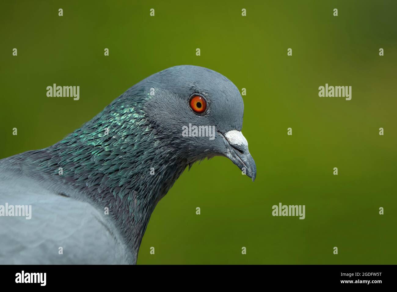 Pigeon indiano O Rock dove - la colomba di roccia, piccione di roccia, o piccione comune è un membro della famiglia degli uccelli Columbidae. Foto Stock