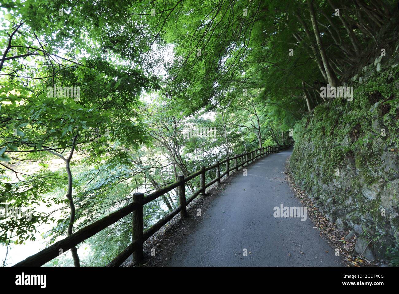 Passerella giapponese in verdi alberi da giardino Foto Stock
