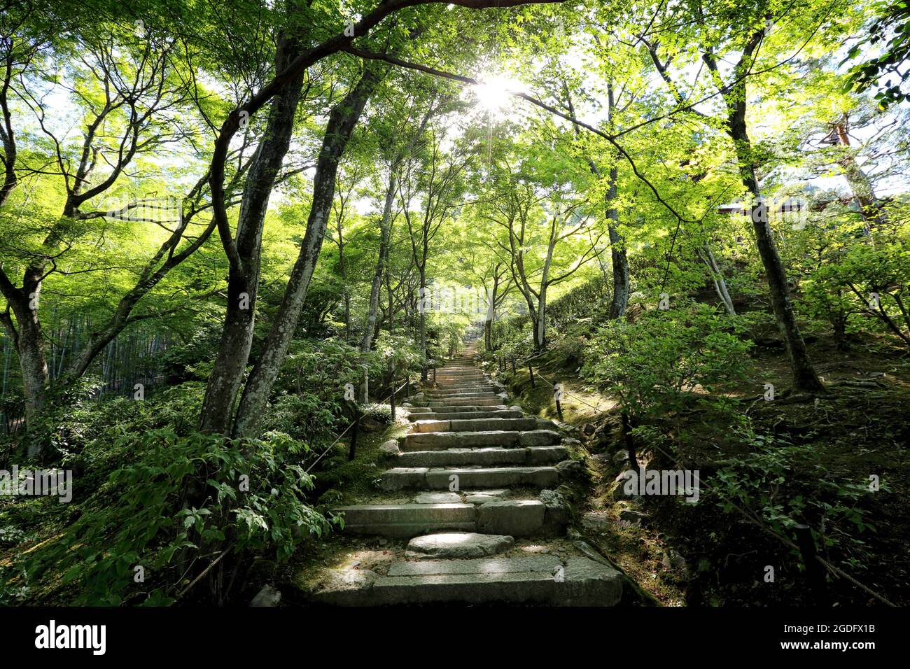 Passerella giapponese in verdi alberi da giardino Foto Stock