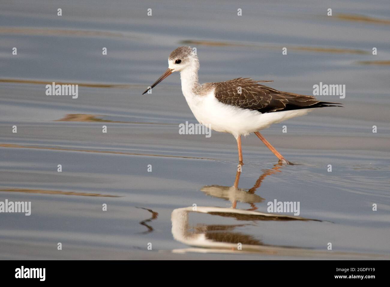 Black-winged stilt (Himantopus himantopus) Foto Stock