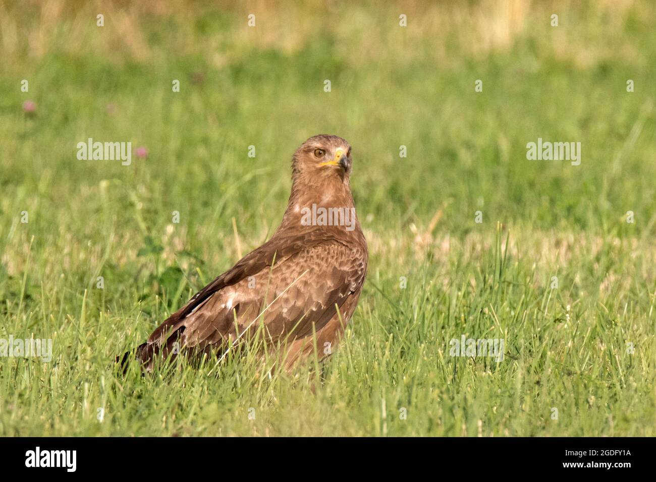 Aquila meno avvistata seduta in erba Foto Stock