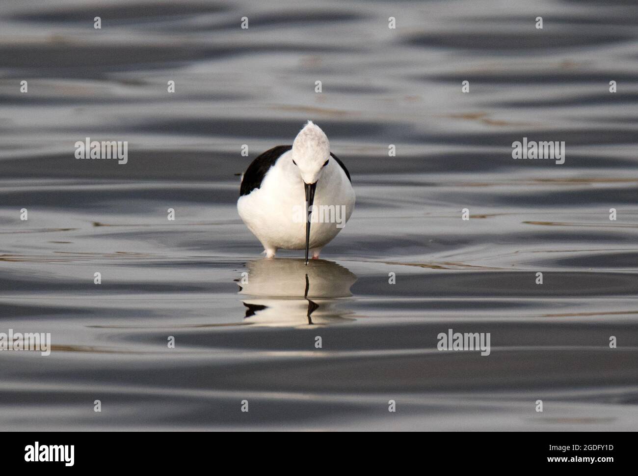 Black-winged stilt (Himantopus himantopus) Foto Stock