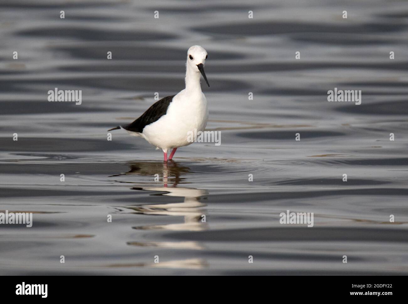 Black-winged stilt (Himantopus himantopus) Foto Stock