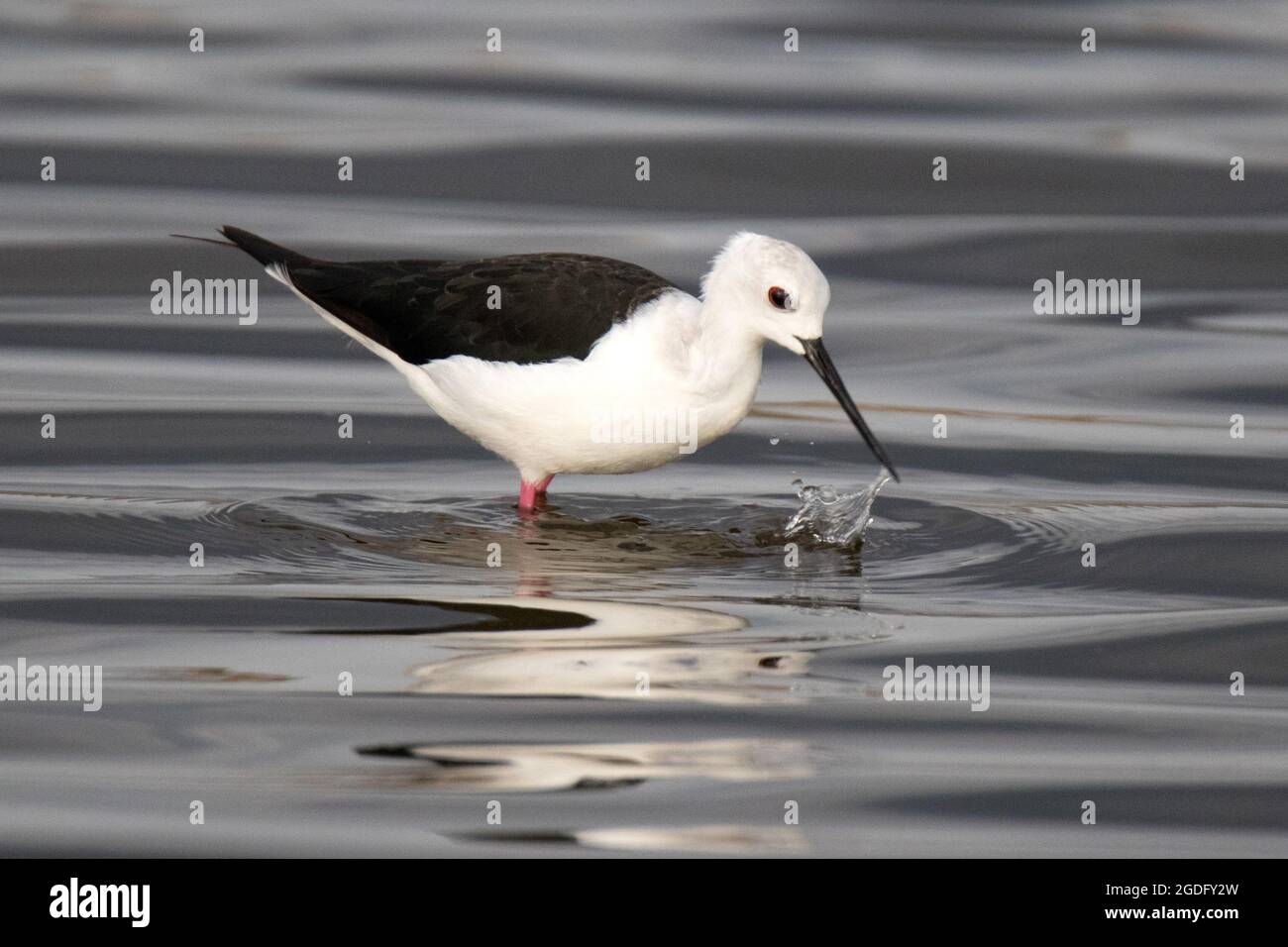 Black-winged stilt (Himantopus himantopus) Foto Stock