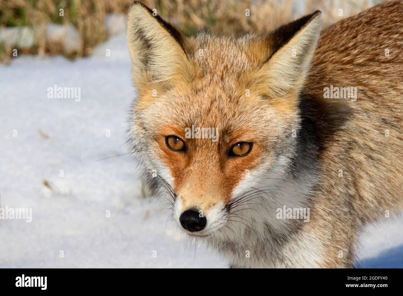 Red Fox (Vulpes vulpes vulpes) ritratto Foto Stock