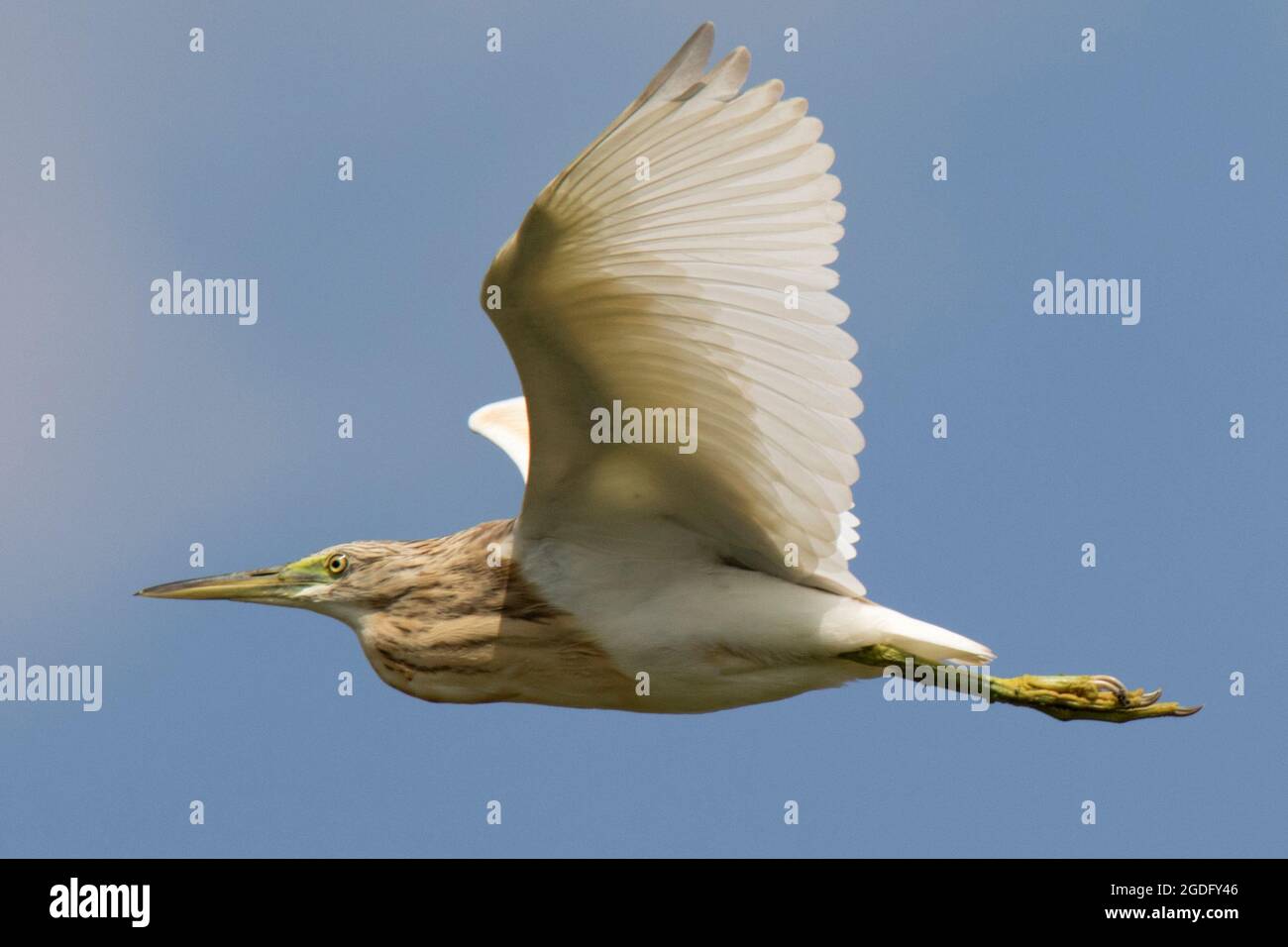 Sgarza ciuffetto (Ardeola ralloides) Foto Stock