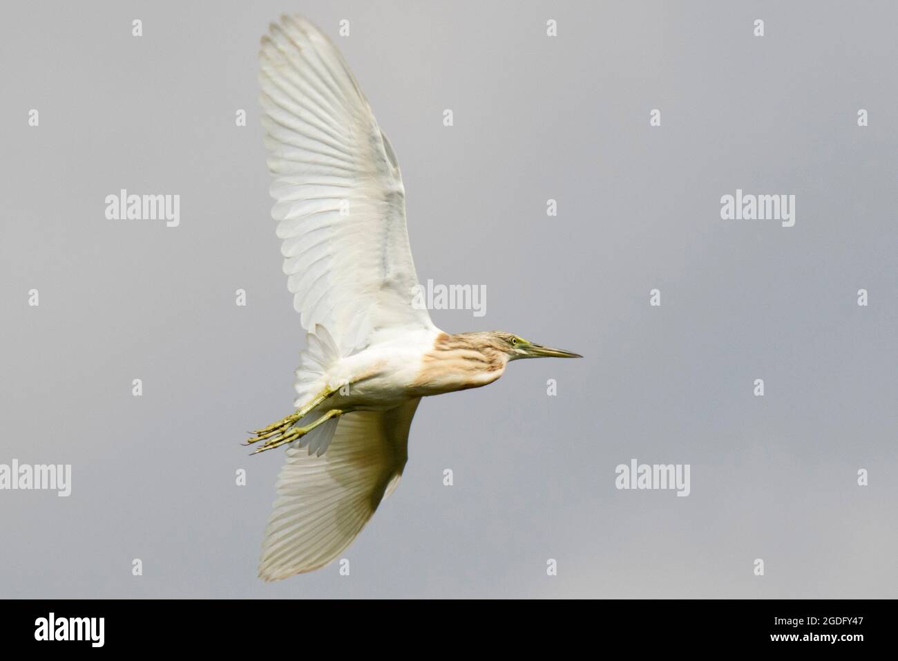 Sgarza ciuffetto (Ardeola ralloides) Foto Stock