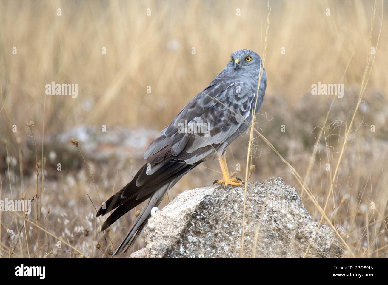 Harrier maschile di Montagu (Circus pygargus) Foto Stock