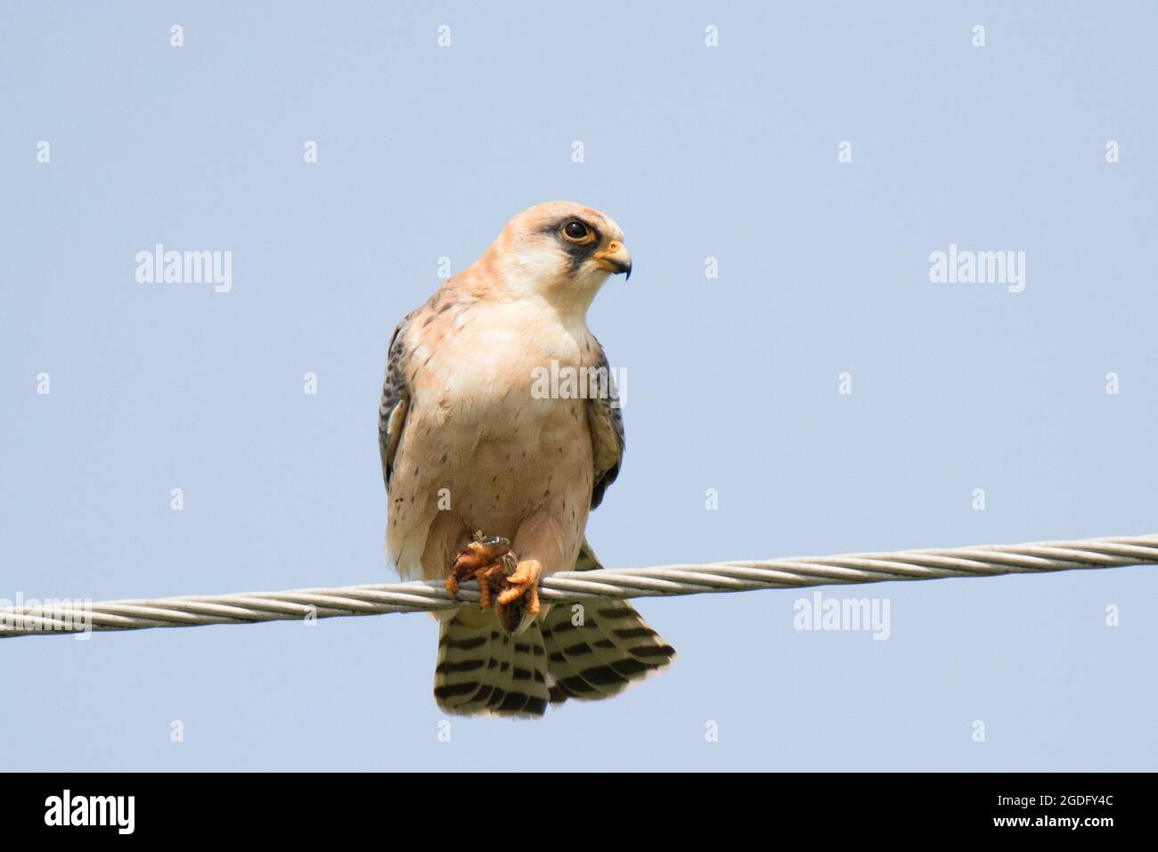 Falcon femminile a piedi rossi Foto Stock