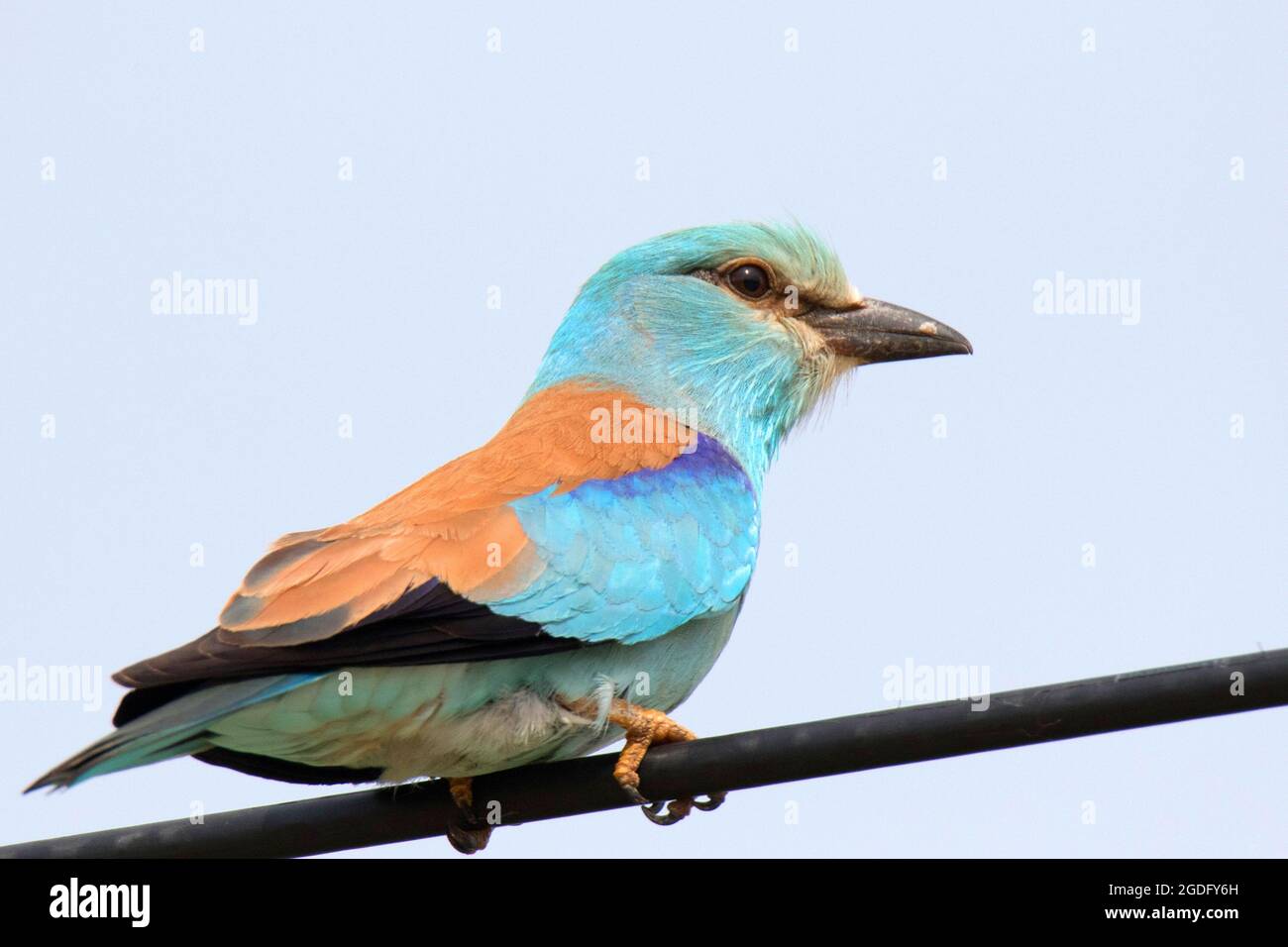 Rullo europeo colorato (Coracias garrulus) Foto Stock