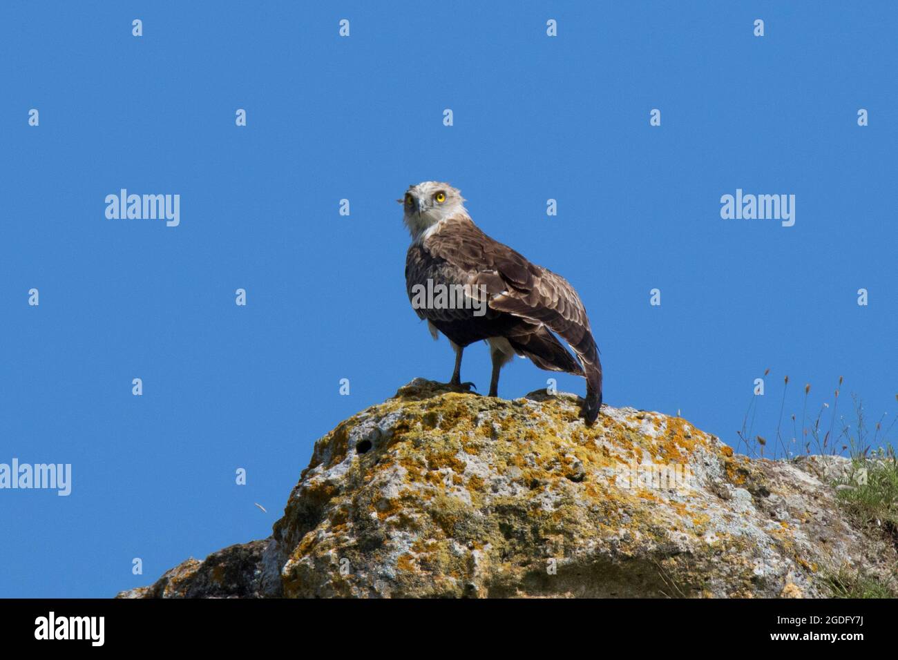 Aquila di serpente a punta corta Foto Stock