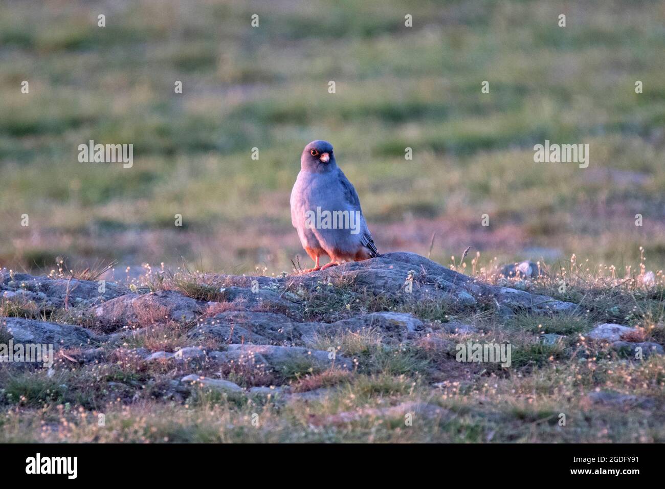 Falco rosso Foto Stock