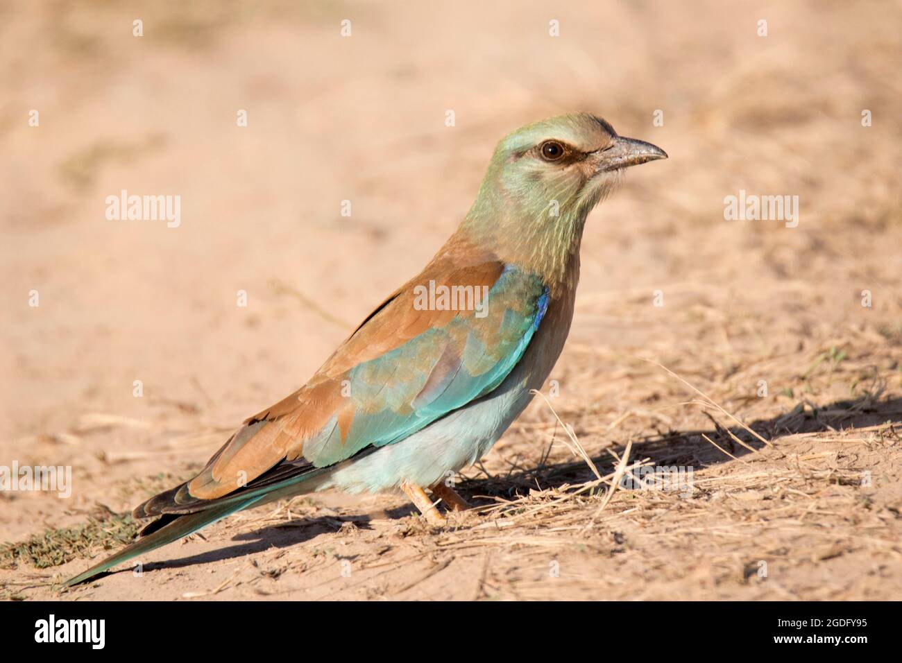 Rullo europeo colorato (Coracias garrulus) Foto Stock