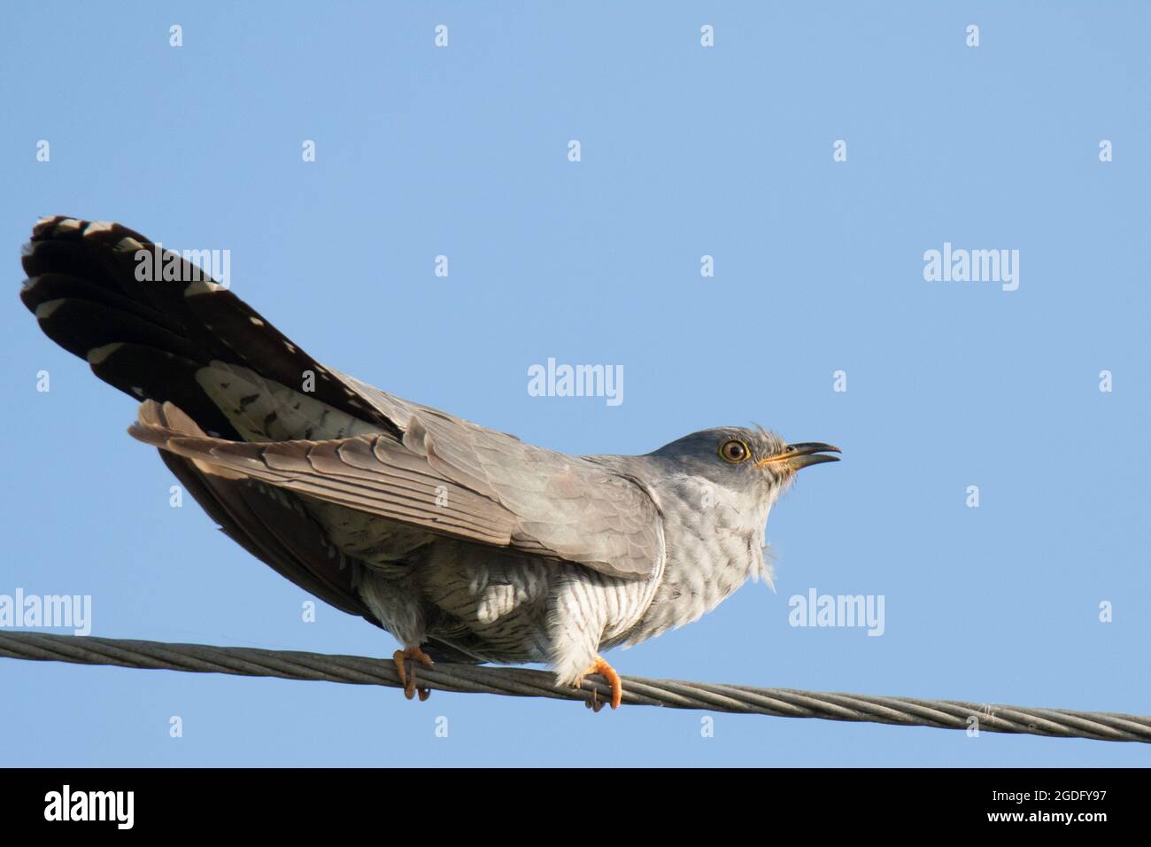 Cucù comune maschile (Cuculus canorus) Foto Stock