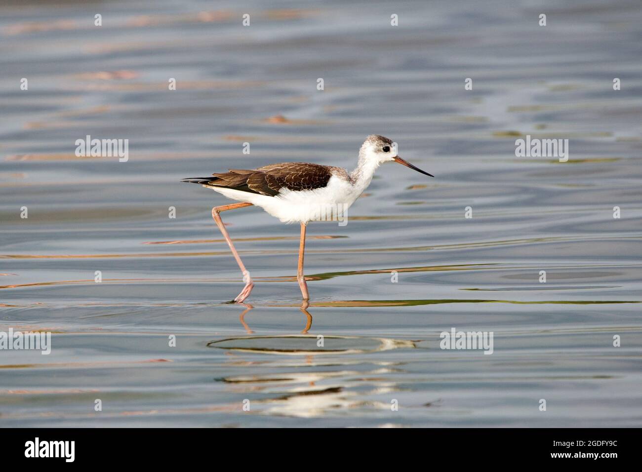 Black-winged stilt (Himantopus himantopus) Foto Stock
