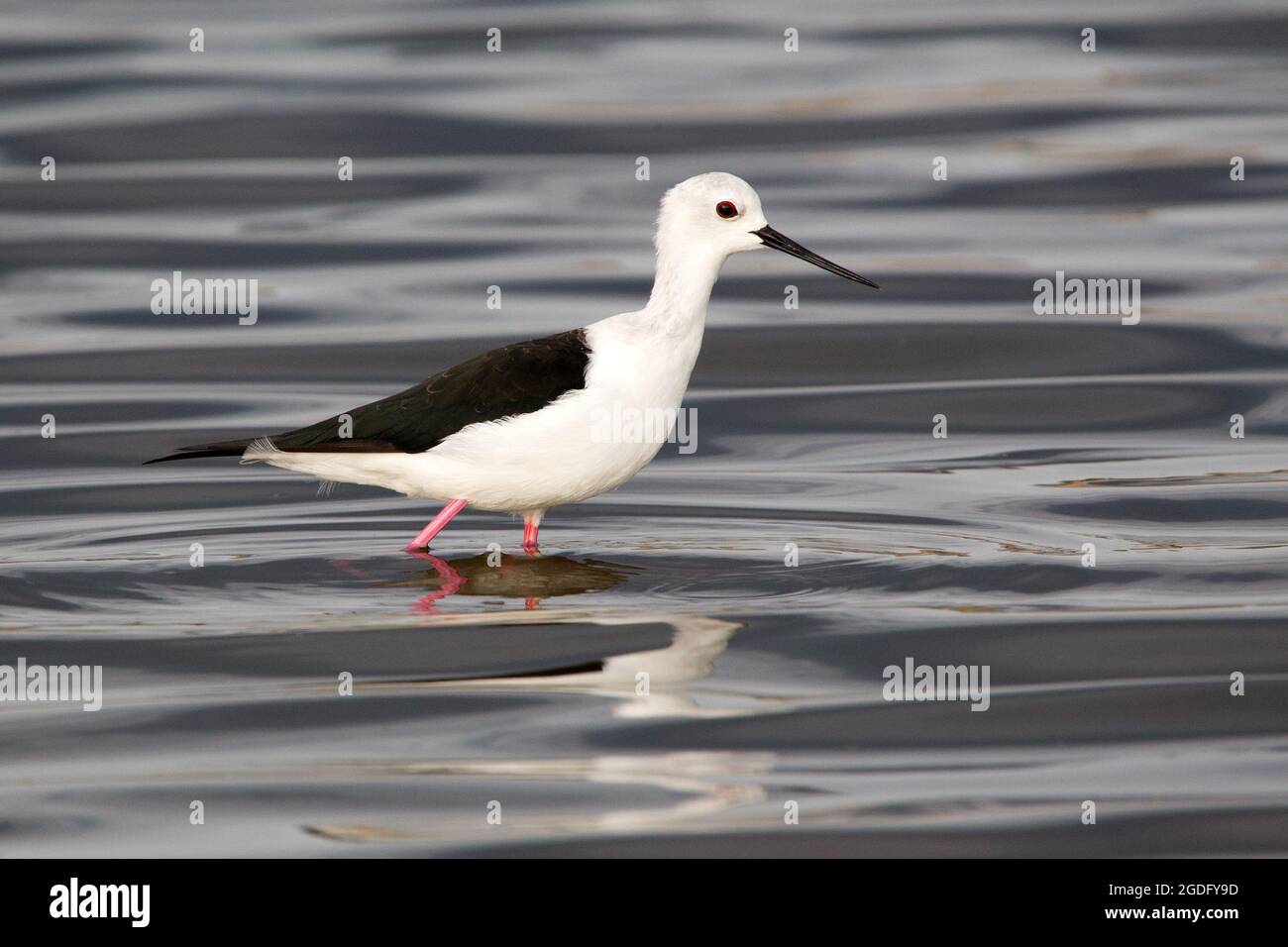 Black-winged stilt (Himantopus himantopus) Foto Stock