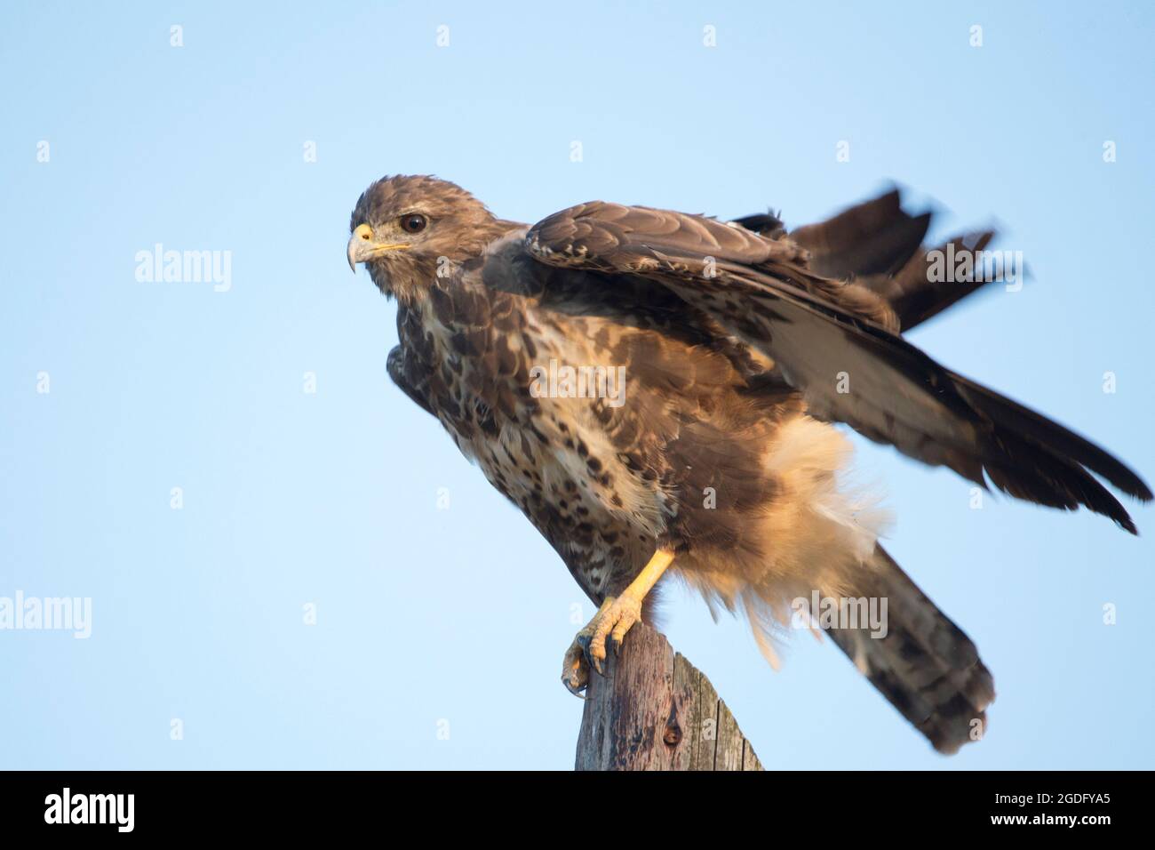 Buzzard comune seduta su un mucchio Foto Stock