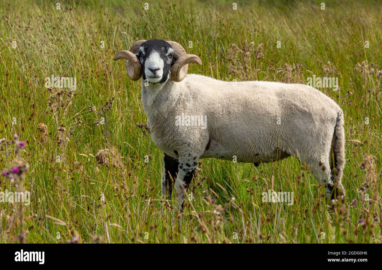 Ram o tup Swaledale, rivolto in avanti e roaming gratuito con pecore in brughiera naturale a Keld, Upper Swaledale. Rivolto in avanti. Orizzontale. SP Foto Stock