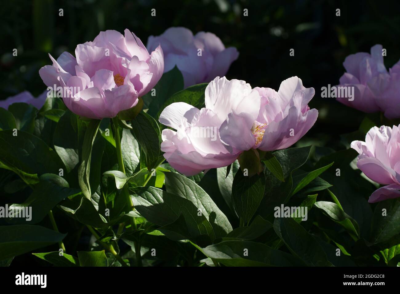 Paeonia maggio Lilac. Fiore di pony rosa. Belle peonie rosa in giardino. Foto Stock