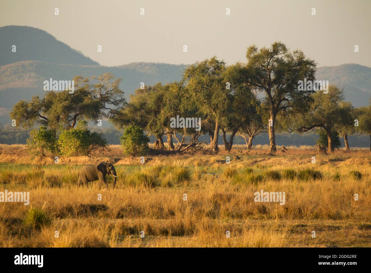 Elefante africano (Loxodonta africana), Mana Pools, Zimbabwe Foto Stock