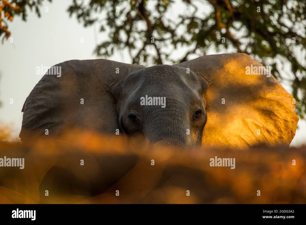 Elefante africano (Loxodonta africana), Mana Pools, Zimbabwe Foto Stock