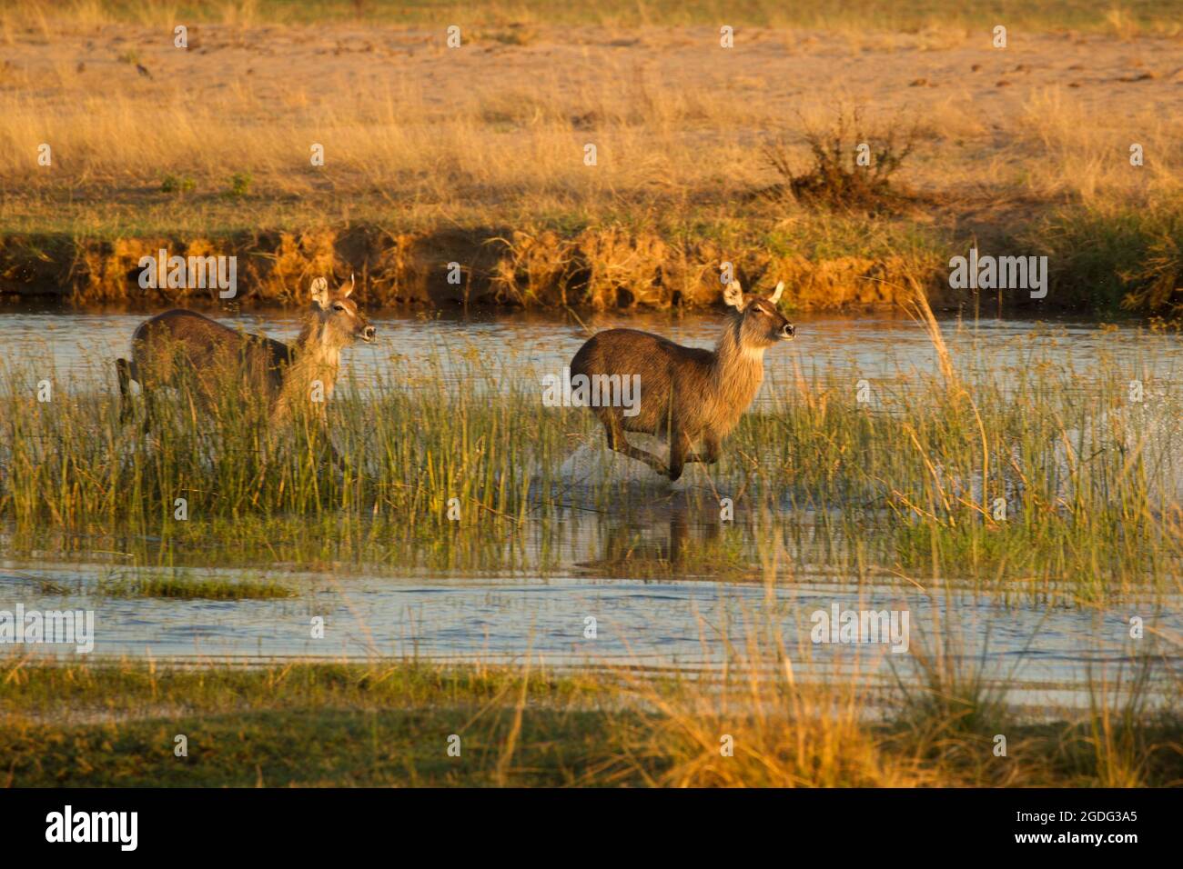 Waterbuck (Kobus ellipsiprymnus), Mana Pools, Zimbabwe Foto Stock